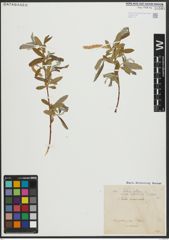 Foto von Salix alba subsp. vitellina (L.) Arcang.